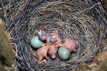 Nest of Jay (Garrulus glandarius). Eggs and chicks © fotoparus