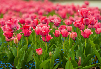 Tulip flower field blooming in the garden
