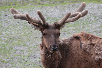 Alaskan Elk