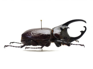 カメルーン産ケンタウルスオオカブト(Augosoma centaurus)  © insectech.com