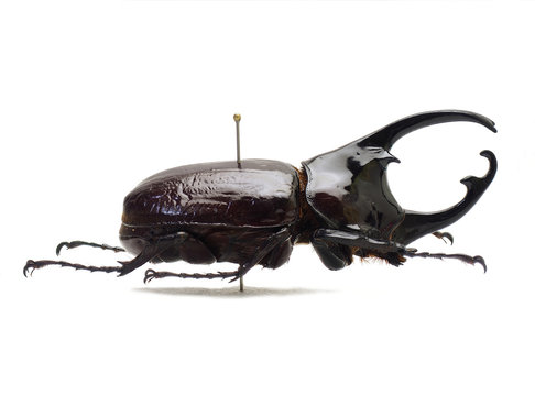 カメルーン産ケンタウルスオオカブト(Augosoma centaurus) 