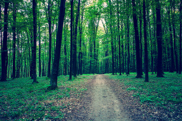 Fototapeta premium beautiful green forest