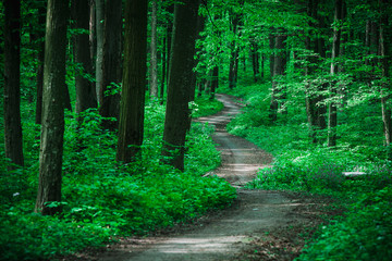 Fototapeta premium beautiful green forest