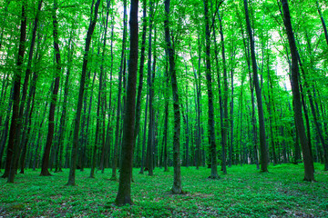 Fototapeta premium beautiful green forest