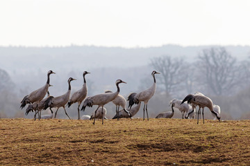 Group of crane birds standing on the grass