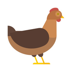 Wild pheasant pheasant, red-legged partridge nature striped bird animal fauna cock flat vector. 