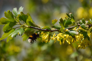 Bumblebee on the flowers of golden currant