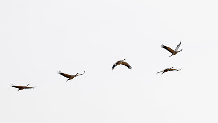 Silhouette of five flying crane bird