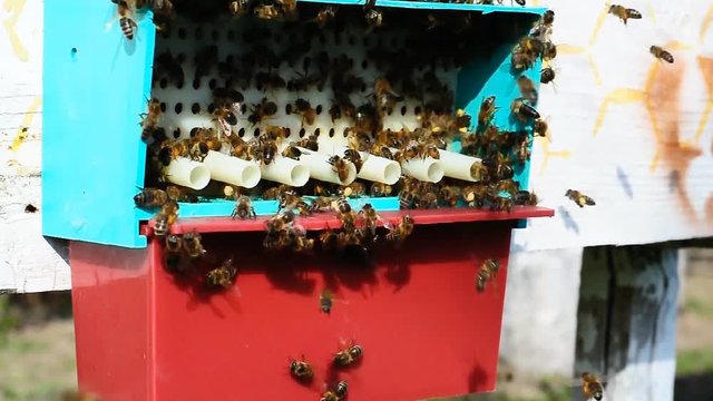 Bee with pollen, collecting pollen