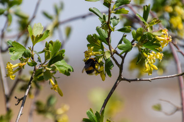 Bumblebee on the flowers of golden currant