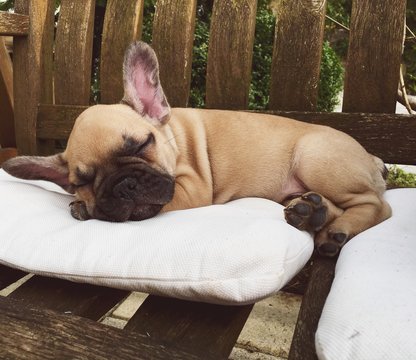 Franz&ouml;sischer Bulldoggenwelpe relaxt
