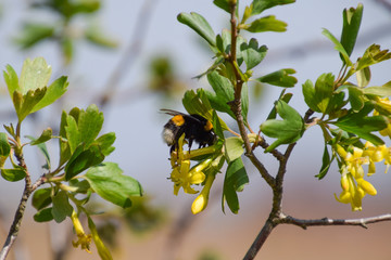 Bumblebee on the flowers of golden currant