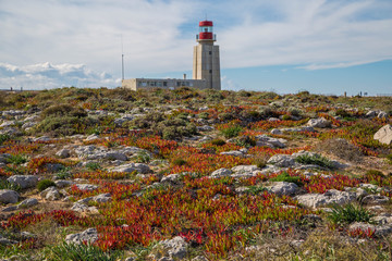 Leuchtturm an der Algarve, Portugal hinter leuchtenden grün, roten Pflanzen