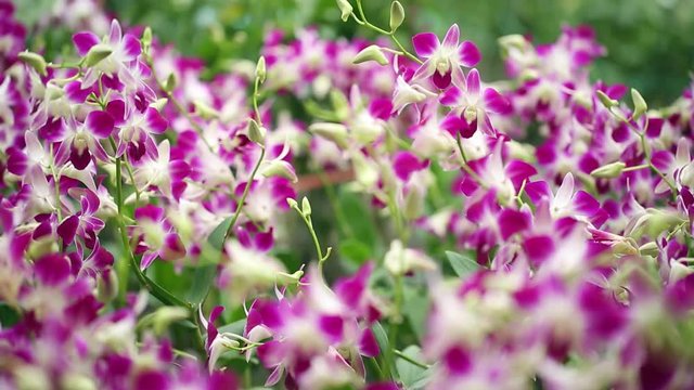 Orchid plantation garden farm business flower, shift focus