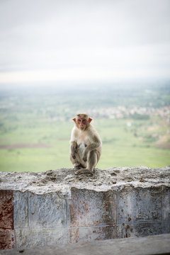 Monkey crouching on dilapidated rock wall