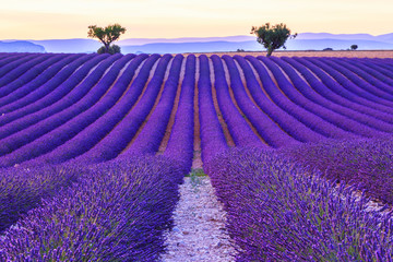 Lavender field summer  near Valensole