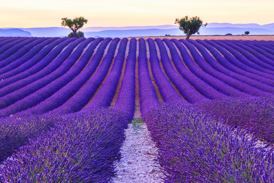 Lavender field summer near Valensole