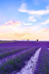 Lavender field summer  near Valensole