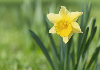 Fototapeta premium Jonquil