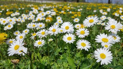 Flower meadow in spring