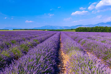 Obraz na płótnie Canvas Lavender field summer landscape near Valensole