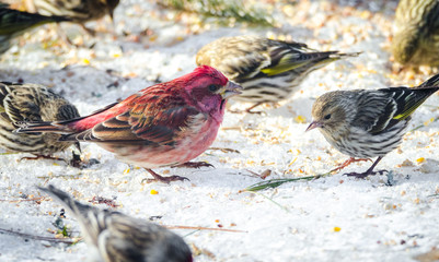 Purple Finches (Haemorhous purpureus) and other birds of spring competing for space and food at a...
