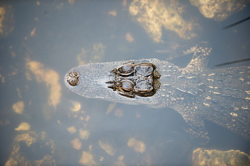 Young alligator in water
