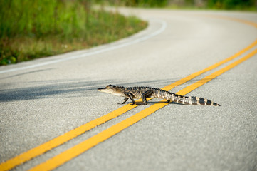 Naklejka premium American alligator crossing the road