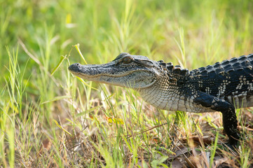 Young alligator in a Florida swamp