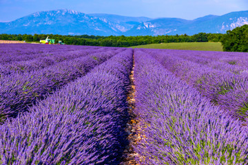 Fototapeta na wymiar Lavender field summer landscape near Valensole