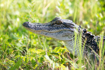 Young alligator in a Florida swamp