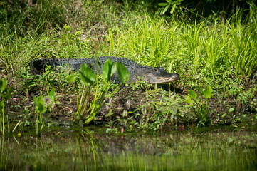 Alligator in Florida swamp