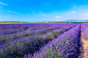 Plakat Lavender field summer landscape near Valensole