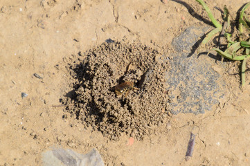 Andrena bee at the entrance to its nest