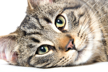 Portrait of tabby cat