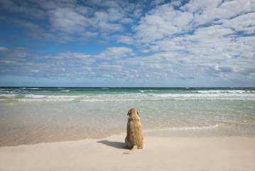 Dog looking at the sea in a tropical beach. free and contemplative mood