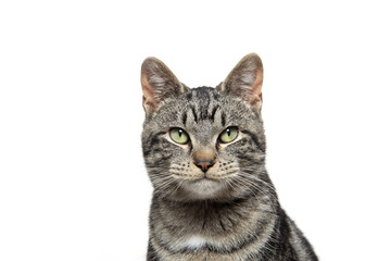 portrait of tabby cat