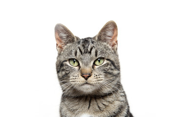 portrait of tabby cat