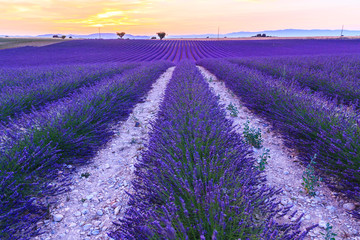 Fototapeta na wymiar Lavender field summer near Valensole