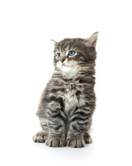 Cute tabby kitten on white