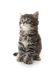 Cute tabby kitten on white