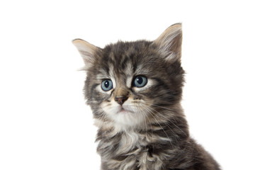 Fototapeta premium Cute tabby kitten face on white