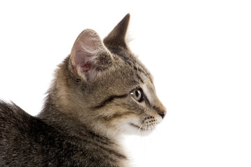 Cute tabby kitten on white