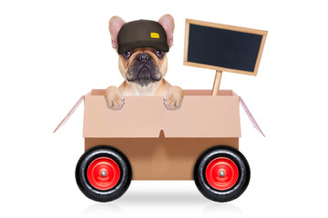 moving box dog