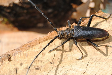 capricorne du chêne