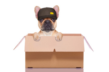 moving box dog