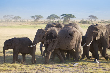 Elephants on african savannah in misty morning light