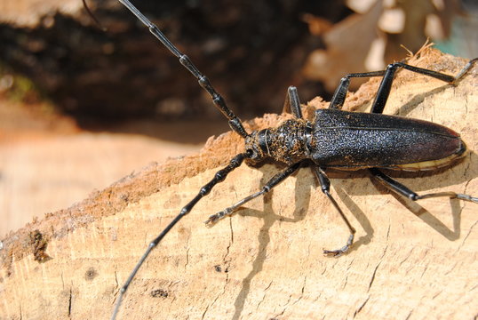capricorne du ch&ecirc;ne