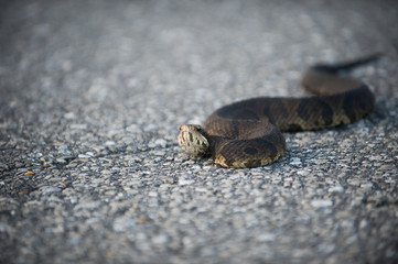water moccasin on the road