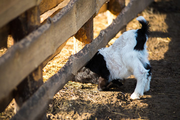 Pets. A small goat near a wooden fence.